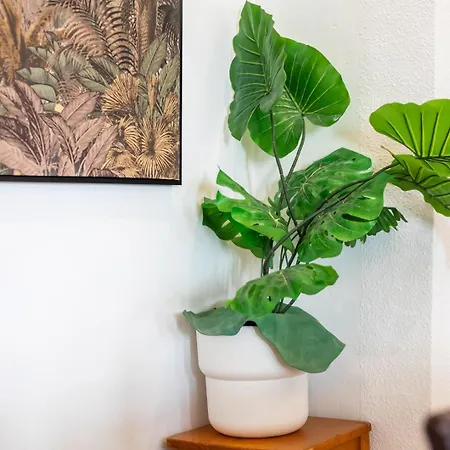 Mestalla Ideal For Mid-term *